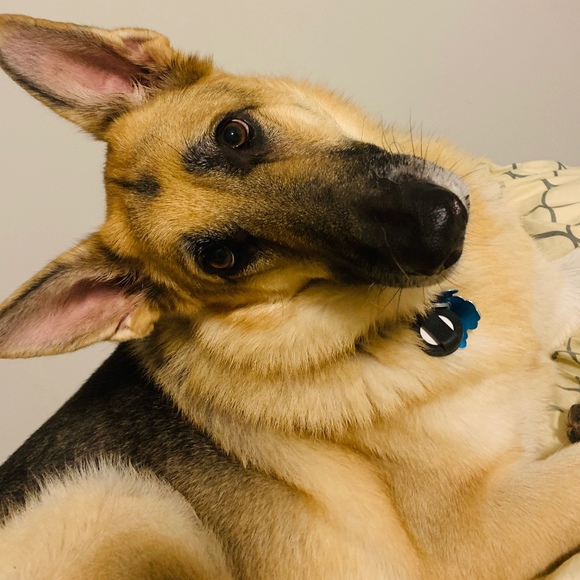 Meet your Posher, Bethany - Picture 1 of 1